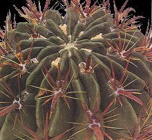 l immagine mostra le spine di un ferocactus 